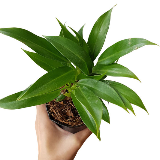 Filodendro martianum