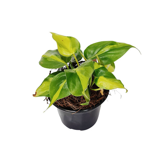 Filodendro Brasil Scandens