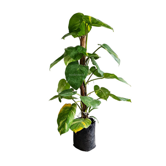 Julietón | Epipremnum aureum