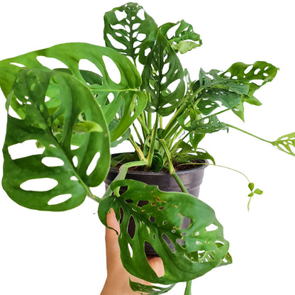 Monstera adansonii