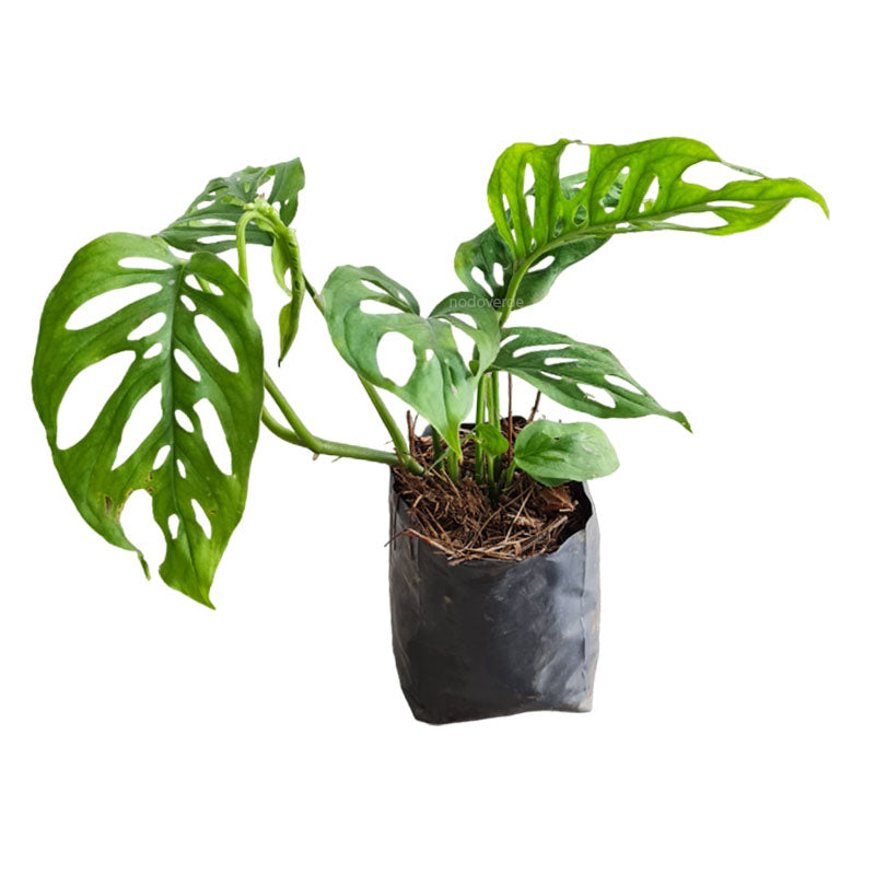 monstera adansonii comprar Monstera adansonii – NODO VERDE