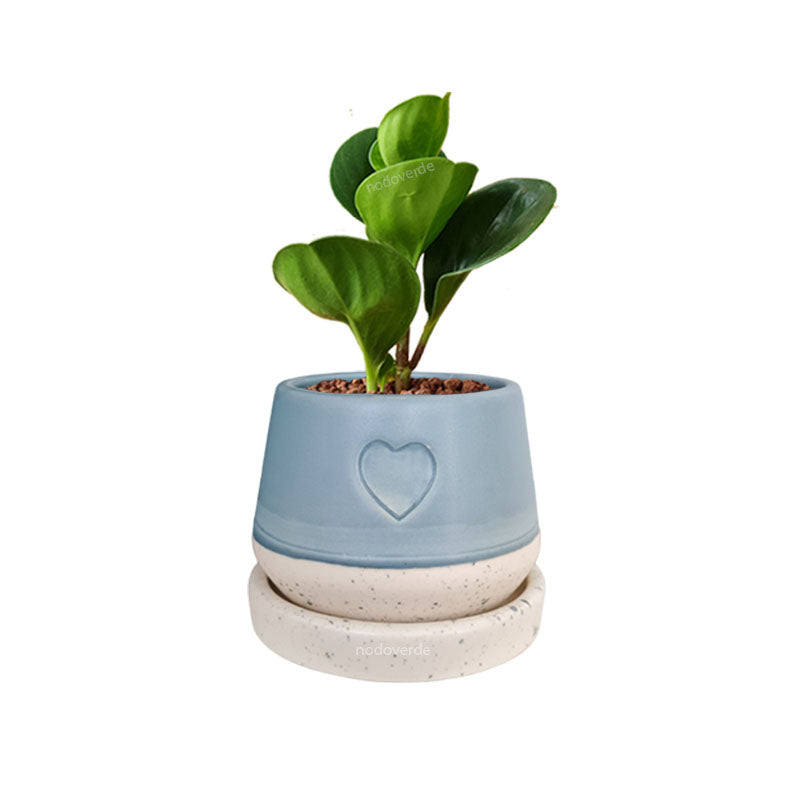 Maceta Nodo Corazón❤️ + Peperomia
