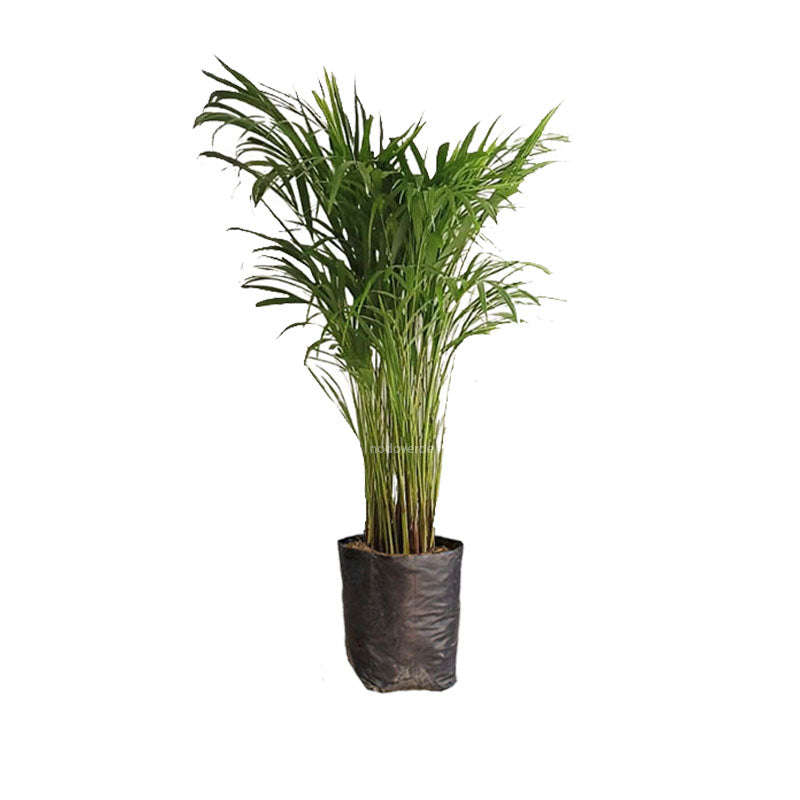 areca de palma Palma Areca – NODO VERDE