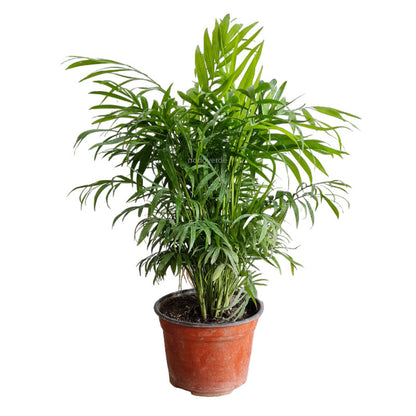 Palma Camedor