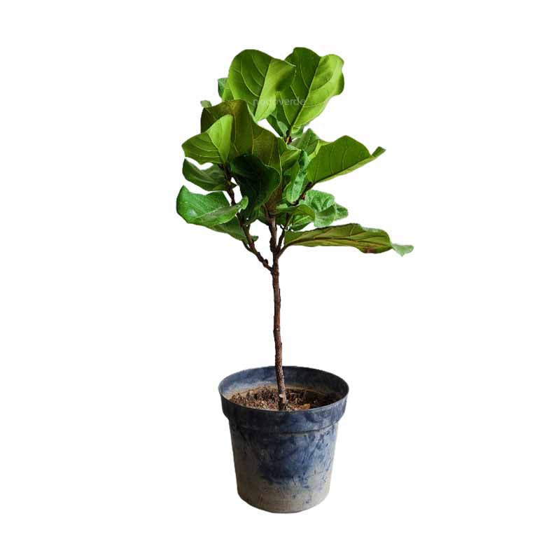 Ficus Lyrata/ Pandurata