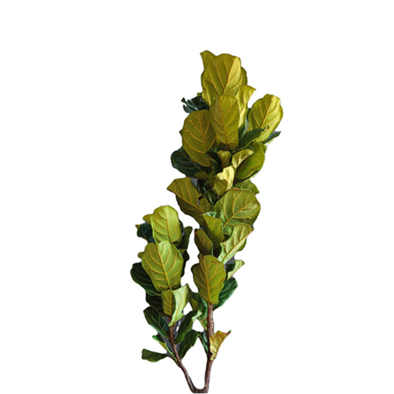 Ficus Lyrata/ Pandurata