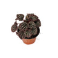 Peperomia Caperata "Cáscara de nuez"
