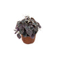 Peperomia Caperata "Cáscara de nuez"