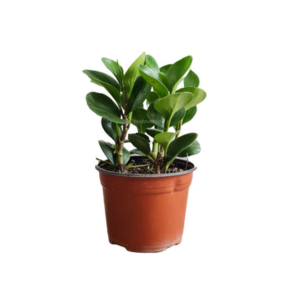 Peperomia