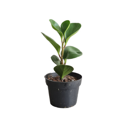Peperomia