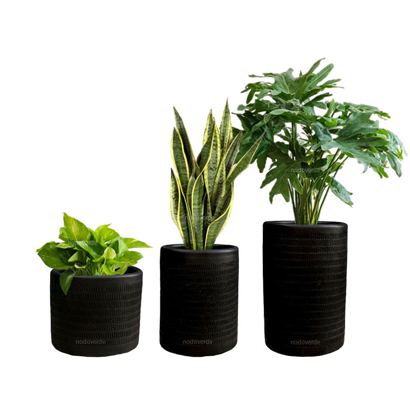 Combo Textura + Low-light Plants