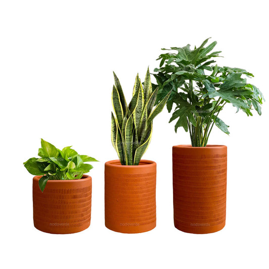 Combo Textura + Low-light Plants