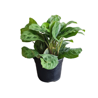 Calathea Maranta