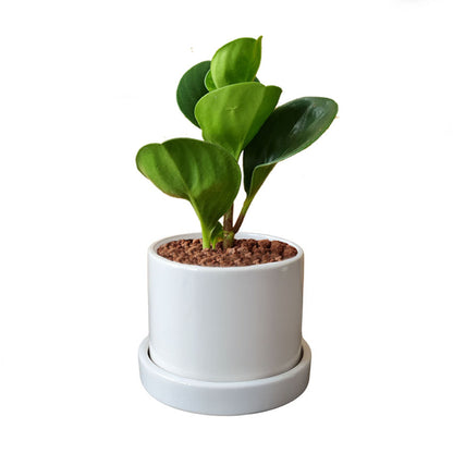 Cilindro + Peperomia