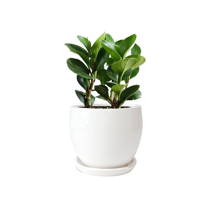 Maceta F2 + Peperomia