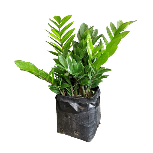 Zamioculca | ZZ plant